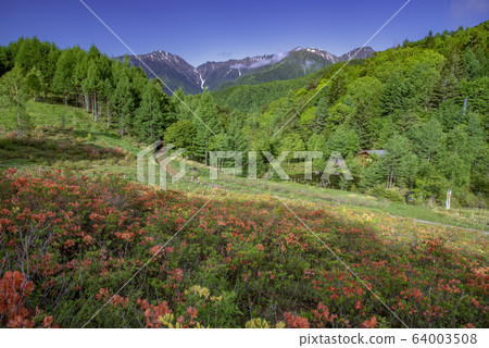 處女杜鵑盛開的宮田高原和中央阿爾卑斯山 64003508