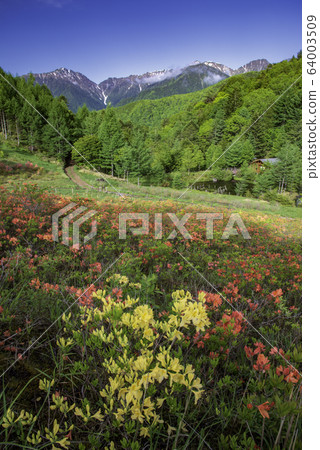 處女杜鵑盛開的宮田高原和中央阿爾卑斯山 處女杜鵑盛開的宮田高原和中央阿爾卑斯山 64003509