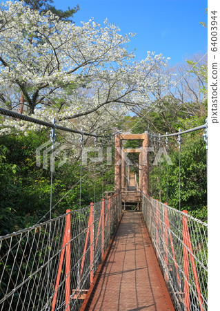 [Shizuoka Prefecture] Surugadaira Natural Park where cherry blossoms are in full bloom 64003944