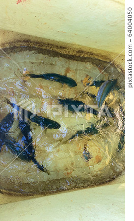 Hamachi swimming in a boat cage. Hamachi swimming in a boat cage. 64004050