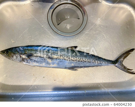新鮮的鯖魚。 新鮮的鯖魚。 64004230
