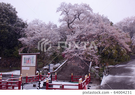 宇都宮市立高寺寺赤門櫻花和雪 宇都宮市立高寺寺赤門櫻花和雪 64004231