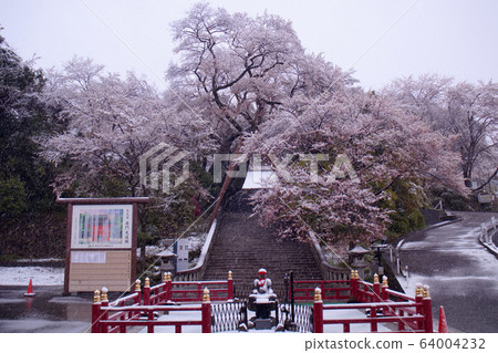Utsunomiya City Jikoji Temple Akamon cherry blossoms and snow Utsunomiya City Jikoji Temple Akamon cherry blossoms and snow 64004232