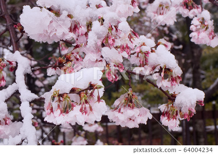吉野櫻花樹和雪 吉野櫻花樹和雪 64004234