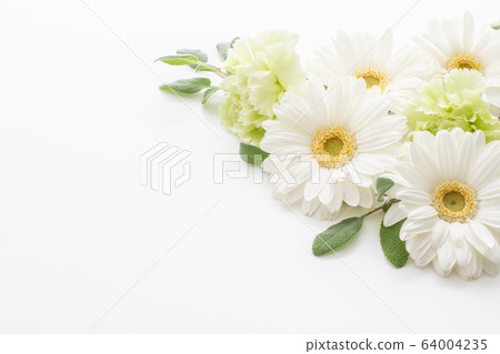 白色非洲菊邀請 白色非洲菊邀請 64004235