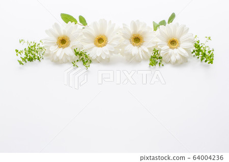 白色非洲菊邀請 白色非洲菊邀請 64004236