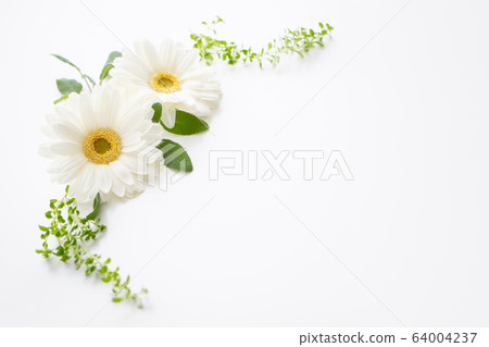 白色非洲菊邀請 白色非洲菊邀請 64004237