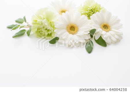 白色非洲菊邀請 64004238
