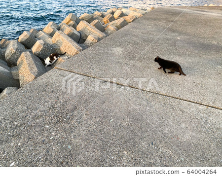 設法掩藏在防堤塊的貓。 設法掩藏在防堤塊的貓。 64004264