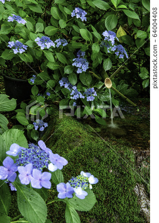 Gaku hydrangea and kakehi Gaku hydrangea and kakehi 64004408