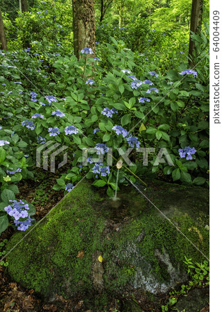 Gaku hydrangea and kakehi 64004409