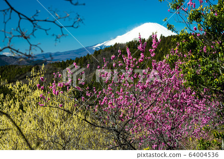 Togenkyo和富士山 Togenkyo和富士山 64004536