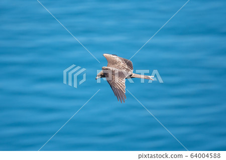 托比飛越火影忍者海峽 64004588