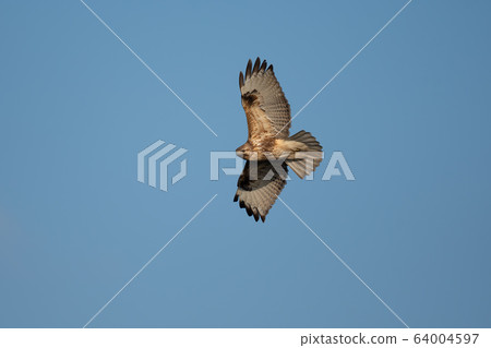 春季遷移，禿鷹 64004597