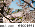 小田原城的櫻花 64004661