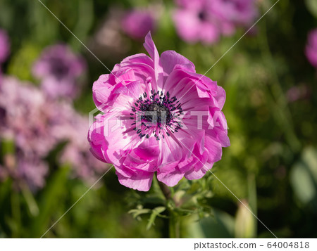 Close up of purple anemone blooming on flowerbed. Close up of purple anemone blooming on flowerbed. 64004818