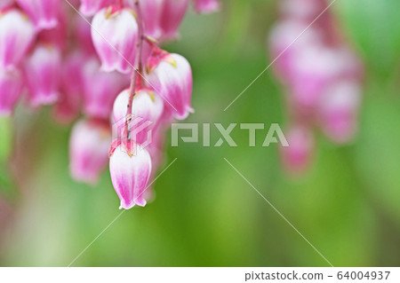 Pink Asebi flowers 64004937