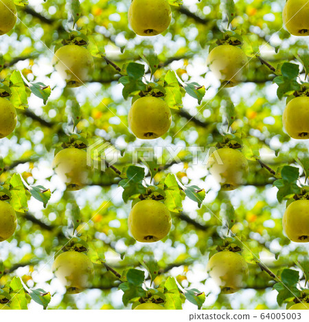Textiles, wallpapers, packaging. Apple Orchard Textiles, wallpapers, packaging. Apple Orchard 64005003