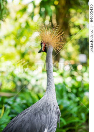 Crowned Crane walks along a path in a green park. 64005420