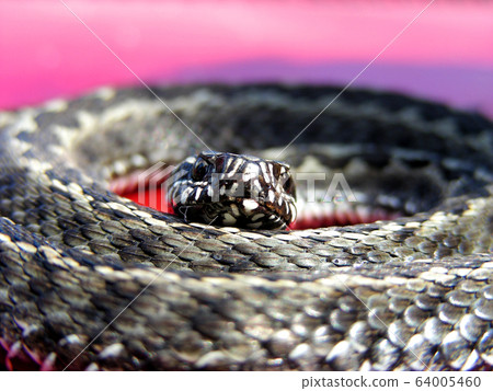 Gray snake or red background. The snake twisted in Gray snake or red background. The snake twisted in 64005460