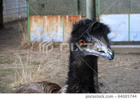 Emu head Emu head 64005744