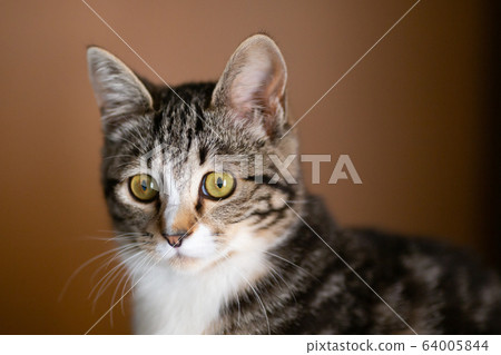 Cat with eyes 64005844