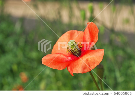 Orange papaver rhoeas flowers 64005905