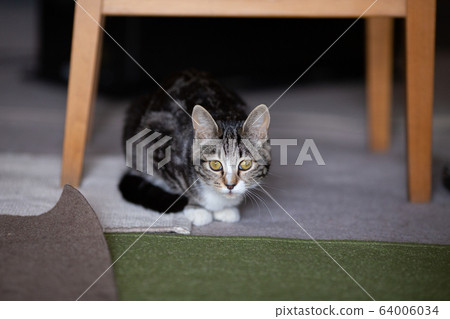 7個月大的小貓 7個月大的小貓 64006034