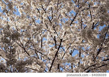 Cherry blossoms in full bloom Cherry blossoms in full bloom 64006089