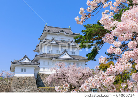 Kanagawa _ cherry tree and Odawara castle tower Kanagawa _ cherry tree and Odawara castle tower 64006734