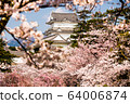 小田原城和櫻花 64006874