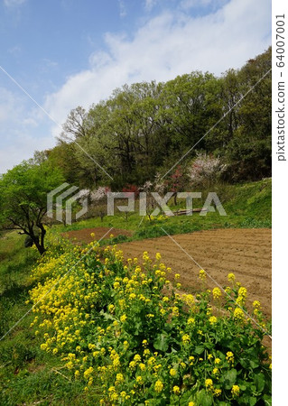 町田市奈良灣塔託的油菜花 64007001