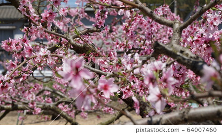 桃花 桃花 64007460