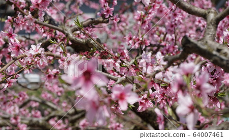 Peach blossoms Peach blossoms 64007461
