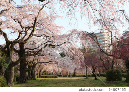 Sakura in Tsutsujigaoka Park, Sendai City Sakura in Tsutsujigaoka Park, Sendai City 64007465