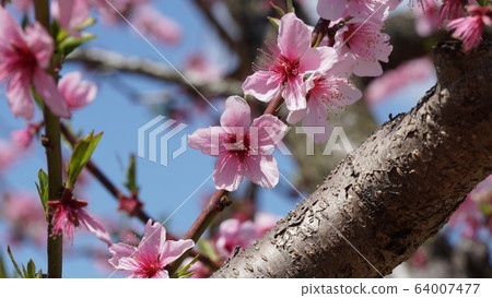 Peach blossoms Peach blossoms 64007477