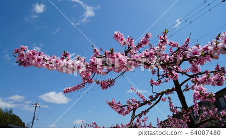 桃花 桃花 64007480