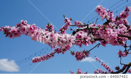  桃花 64007481