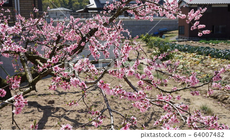 桃花 桃花 64007482