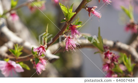 桃花 桃花 64007484