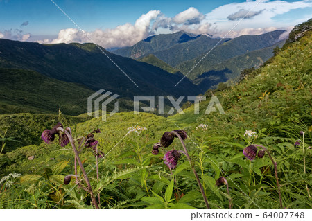 Thistle flower and Mt.Arasawa in the saddle of Mt. Thistle flower and Mt.Arasawa in the saddle of Mt. 64007748