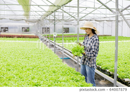 Woman farmer inspecting the quality of organic 64007879