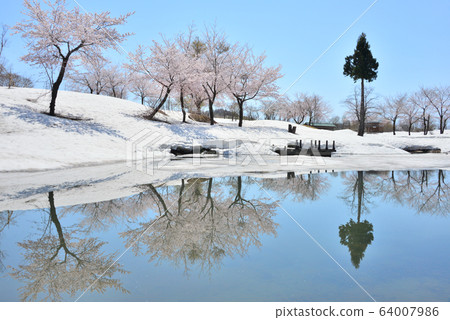 Cherry blossoms on snow in Fukuyama, Uonuma City Cherry blossoms on snow in Fukuyama, Uonuma City 64007986