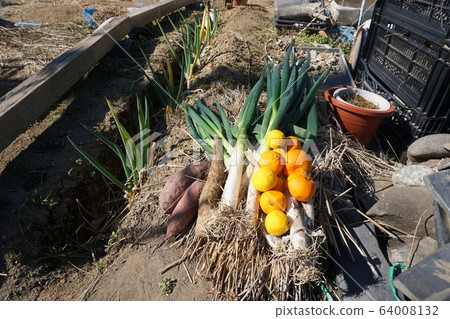 Vegetables fresh agriculture 64008132