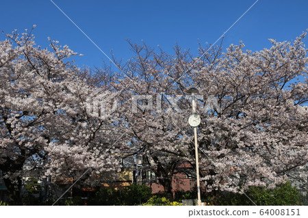 在神戶市Nada-ku的Fukuzumi公園的櫻花 在神戶市Nada-ku的Fukuzumi公園的櫻花 64008151