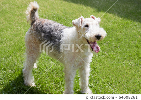 Wire Fox Terrier 64008261