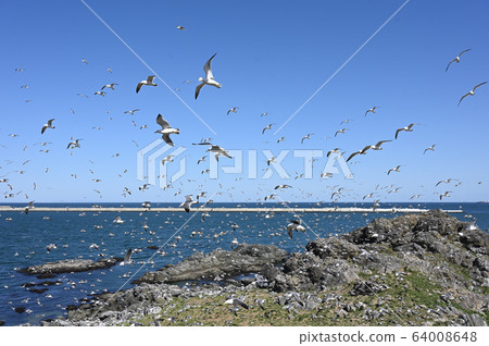 Pigeon cattle on Kabushima Pigeon cattle on Kabushima 64008648