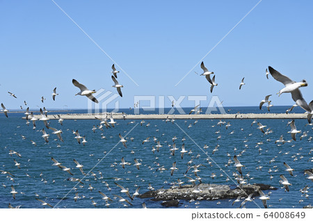 Pigeon cattle on Kabushima Pigeon cattle on Kabushima 64008649