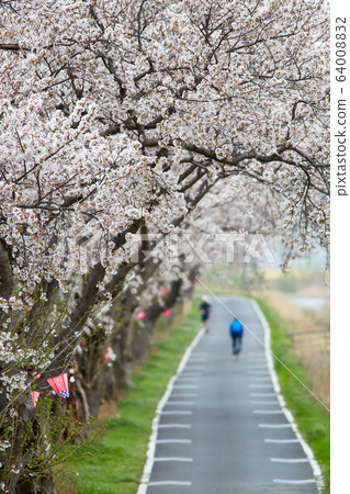 Rinrin Road and row of cherry trees along the Sakuragawa River flowing through Tsuchiura City Rinrin Road and row of cherry trees along the Sakuragawa River flowing through Tsuchiura City 64008832