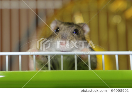 Hamtaro stares Hamtaro stares 64008901